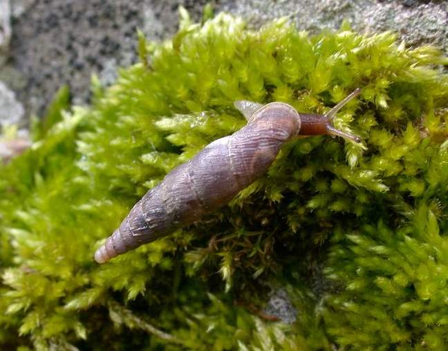 Charpentieria (Itala) itala punctata (Michaud, 1831)